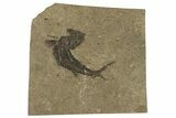 Carboniferous Fish (Gyrolepidotus) - Siberia #228884-2